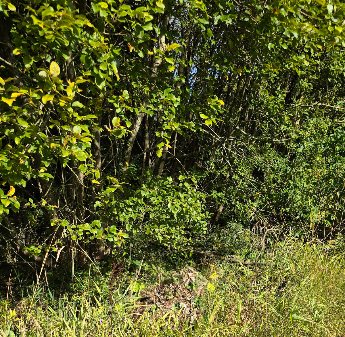 Deadground Stalker ASCS - 
All Season Head & Shoulder Concealment System
